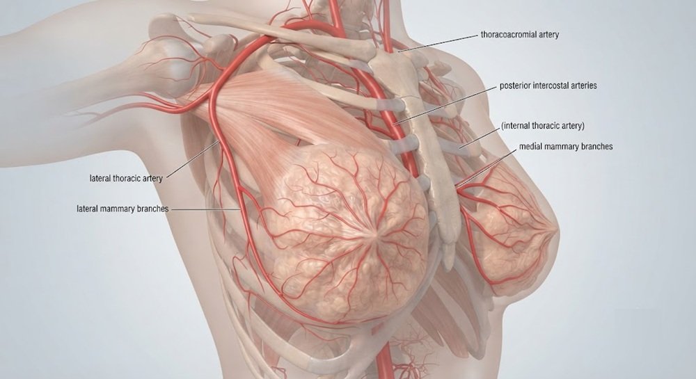 breasts receive blood 